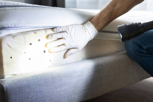 Best Local Pest Control Services  in Zeigler, IL
